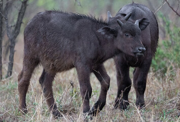 a young cape buffalo calf 