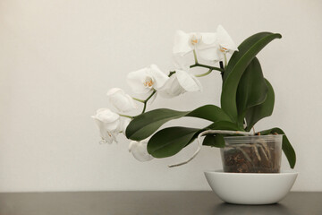 White blooming orchid