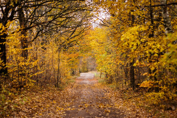 Autumn, Jesień  © Rafal
