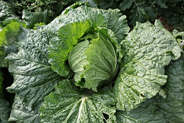 한국의김장을앞둔김장배추입니다