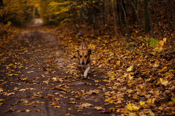 Autumn, Jesień  © Rafal