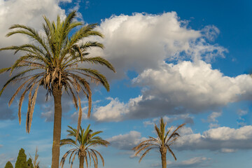 Fototapeta premium Palm trees in a blue sky with clouds at sunset. Island of Mallorca, Spain