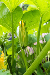 pumpkin flower growing pumpkin in garden