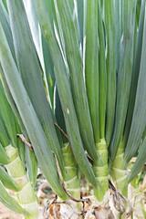 음식재료인대파입니다