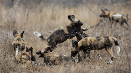 a pack of African wild dogs 