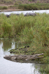 a large Nile crocodile in a river