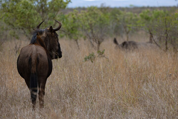 Naklejka na ściany i meble a blue wildebeest watching a rhino