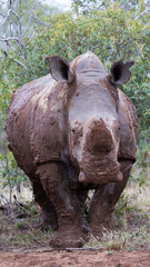 Fototapeta premium closeup of a wild white rhino