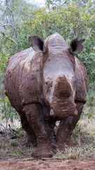 closeup of a wild white rhino