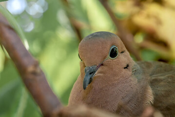 Mourning Dove (Zenaida macroura) at nest, Baltimore, Maryland, USA