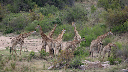 a tower of giraffes in a riverbed