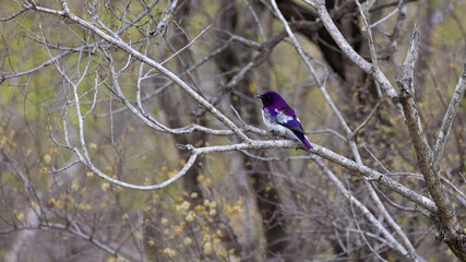 Violet-backed starling in the bush