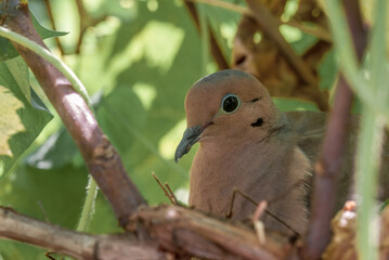 Mourning Dove (Zenaida macroura) at nest, Baltimore, Maryland, USA