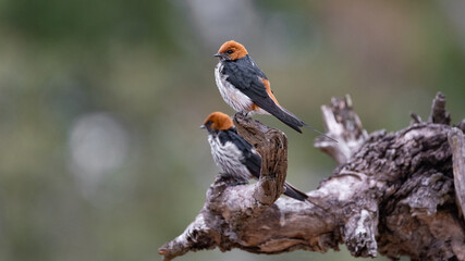 a lesser striped swallow perched.