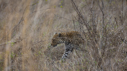 Fototapeta na wymiar leopard on the move searching for food