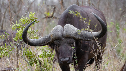 Obraz premium big African buffalo bull with massive horns