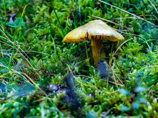 mushroom in the forest