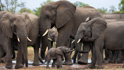 A breeding herd of African elephants at a waterhole with a baby calf
