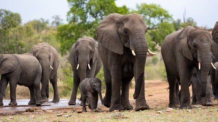 A breeding herd of African elephants at a waterhole with a baby calf