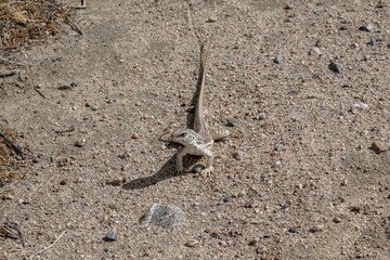 A Desert Iguana in Palm Springs, California