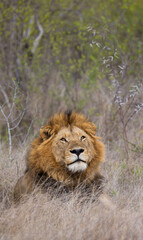 Plakat a big mature male lion in Kruger