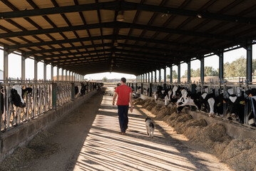 Back view of a male farmer walking in a cowshed while working at a dairy farm. Dairy farm and...