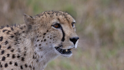 Obraz na płótnie Canvas a male cheetah in the wild
