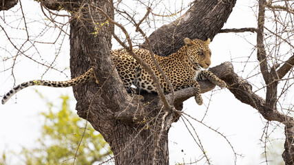 leopard resting in a tree