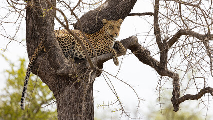 leopard resting in a tree