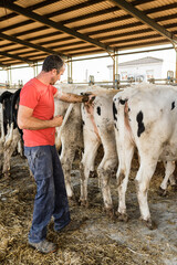Male farmer doing artificial insemination on a cow in a stable. Animal farming concept.