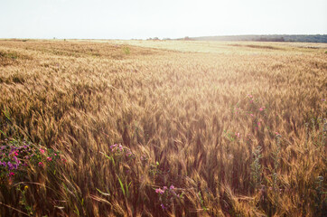 Ukrainian wheat ripens / Ukrainischer Weizen reift. Gefilmt auf Kodak Ektar 100 Negative Film mit...