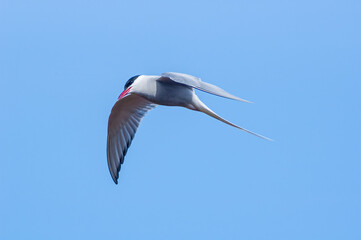 Arctic Tern (Sterna paradisaea) in Barents Sea coastal area, Russia