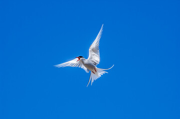 Obraz premium Arctic Tern (Sterna paradisaea) in Barents Sea coastal area, Russia