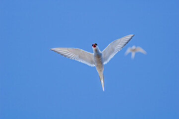 Arctic Terns (Sterna paradisaea) in Barents Sea coastal area, Russia