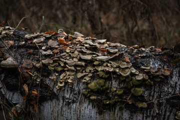 A colony of mushrooms on a fallen dead birch
