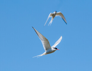 Arctic Terns (Sterna paradisaea) in Barents Sea coastal area, Russia