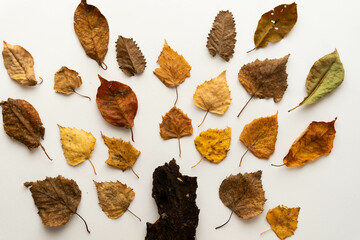 Flat lay composition of autumn leaves in the form of a tree on a white background. Place for text.