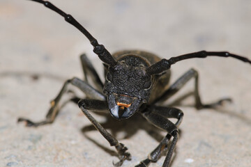 Morimus asper black insect macro photo