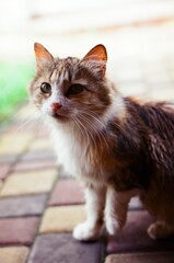 The curious cat / Die neugierige Katze. Gefilmt auf Kodak Ektar 100 negative film.
