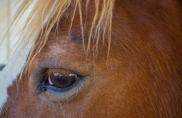 Eye of horse with mane. 
Close up brown horse eye in sunny day