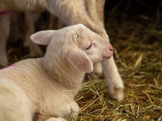 young lamb lies in the straw, Very young lamb just standing, eating grass, A newly born lamb rests in straw