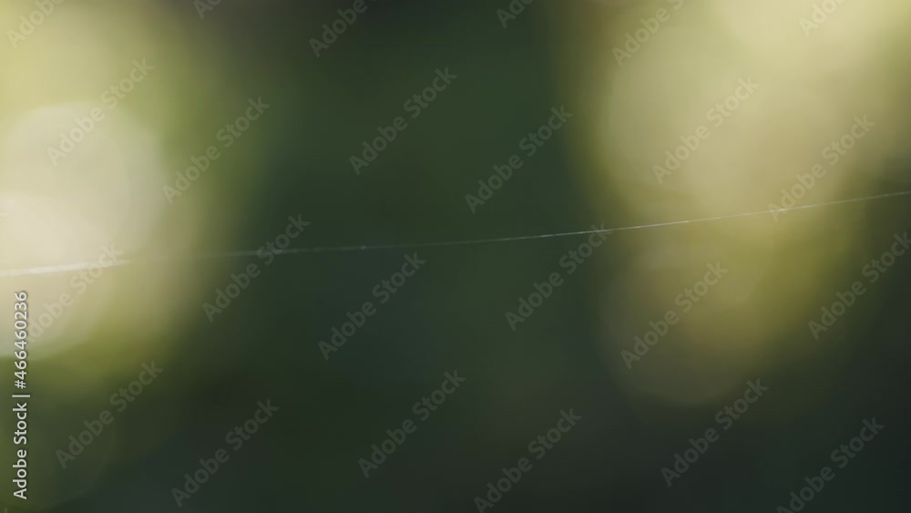 Poster single spider web silk string thread shining in wind on green bokeh background