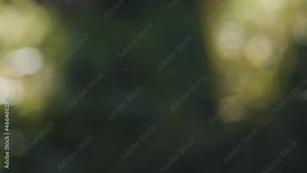Poster single spider web silk string thread shining in wind on green bokeh background