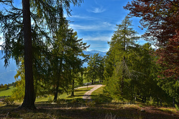 Lärchenwald im Herbst in Südtirol bei Meran und Bozen, Larch forest in autumn in South Tyrol near Merano and Bozen - obrazy, fototapety, plakaty