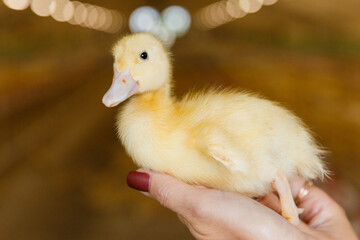 yellow duckling on brown background