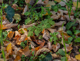 autumn leaves on the ground