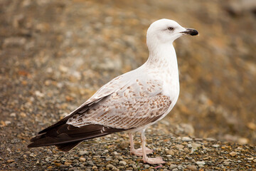 seagull sits on the shore