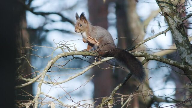 Wild squirrel climbing in tree sitting on the branch