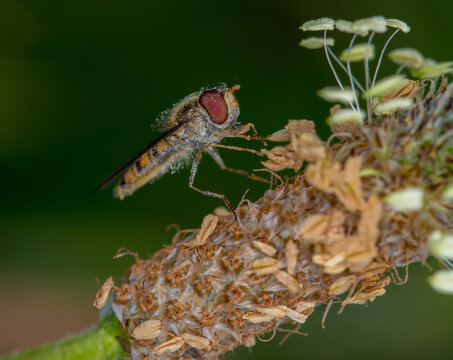 Diptero