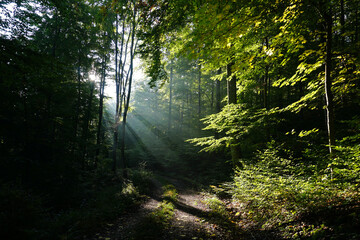 Lichtstimmung im Herbstwald